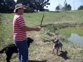 Métodos para Ensinar um Blue Heeler
