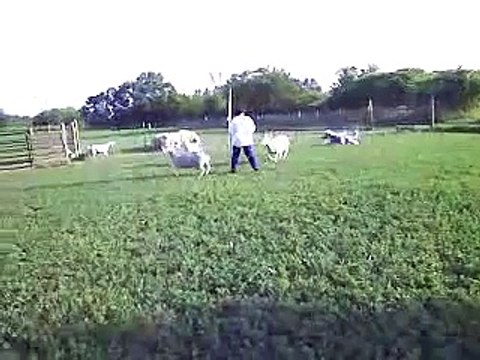 Rembrandt the Bearded Collie herding sheep
