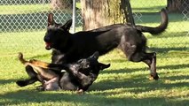 German Shepherds - The best family dog!!!