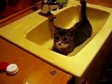 Kitten drinking from the sink