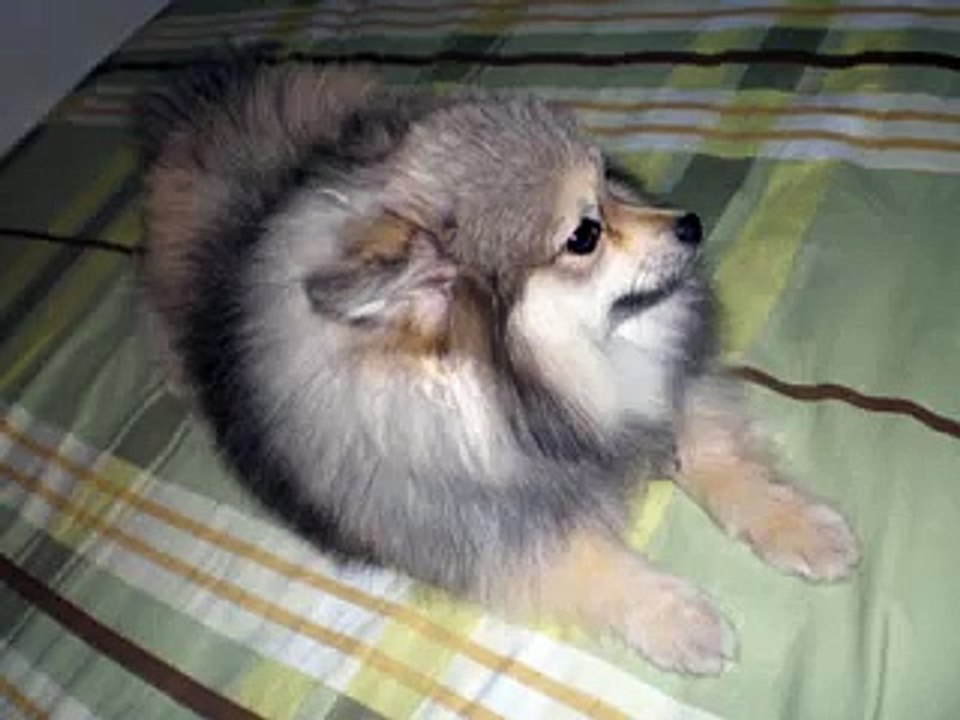Pomerania Clip