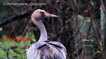 Common Crane - ( Grus grus ) Corfu Greece, December 2012