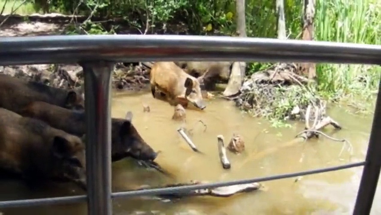 Un alligator trouve son petit déjeuné devant la camera...