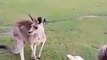 Kangaroo vs. Duck narrated by oblivious American