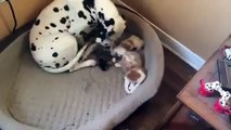 Mother dog adopted babay cats : so so cute