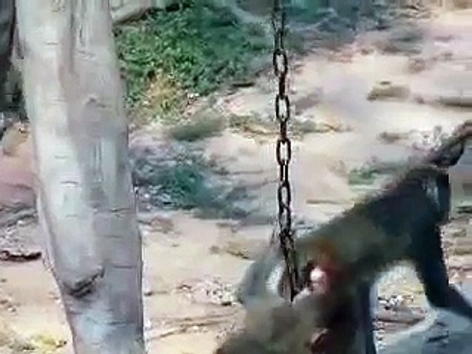 Small Monkeys