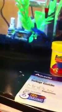 Aqueon led Betta Bow 2.5 gallon aquarium