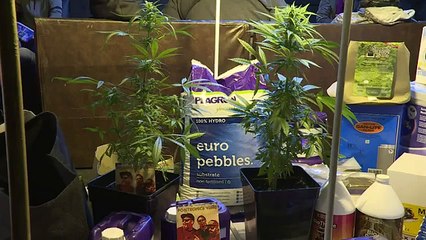 En Uruguay se premió la mejor cosecha cannabis