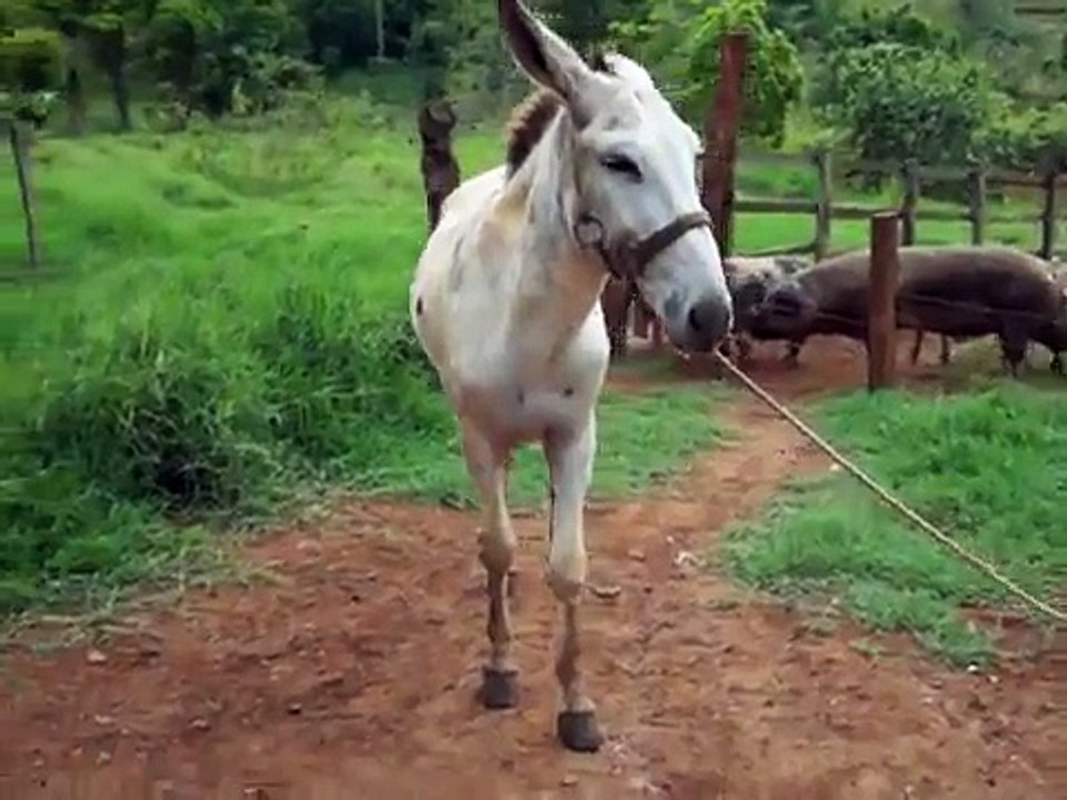 Jumento Galante! Máquina de fazer mulas marchadeiras!