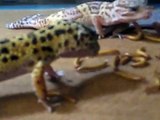 leopard geckos feast on mealworms