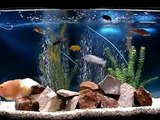 El acuario de peces ciclidos de Boris