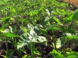 Channel S - PALERMO - Bangladeshi vegetables in Sicily island of Italy