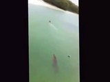 Crocodile attack Human , Crocodile Chases Swimming Tourist [LIVE]