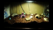 hermit crabs timelapse at night