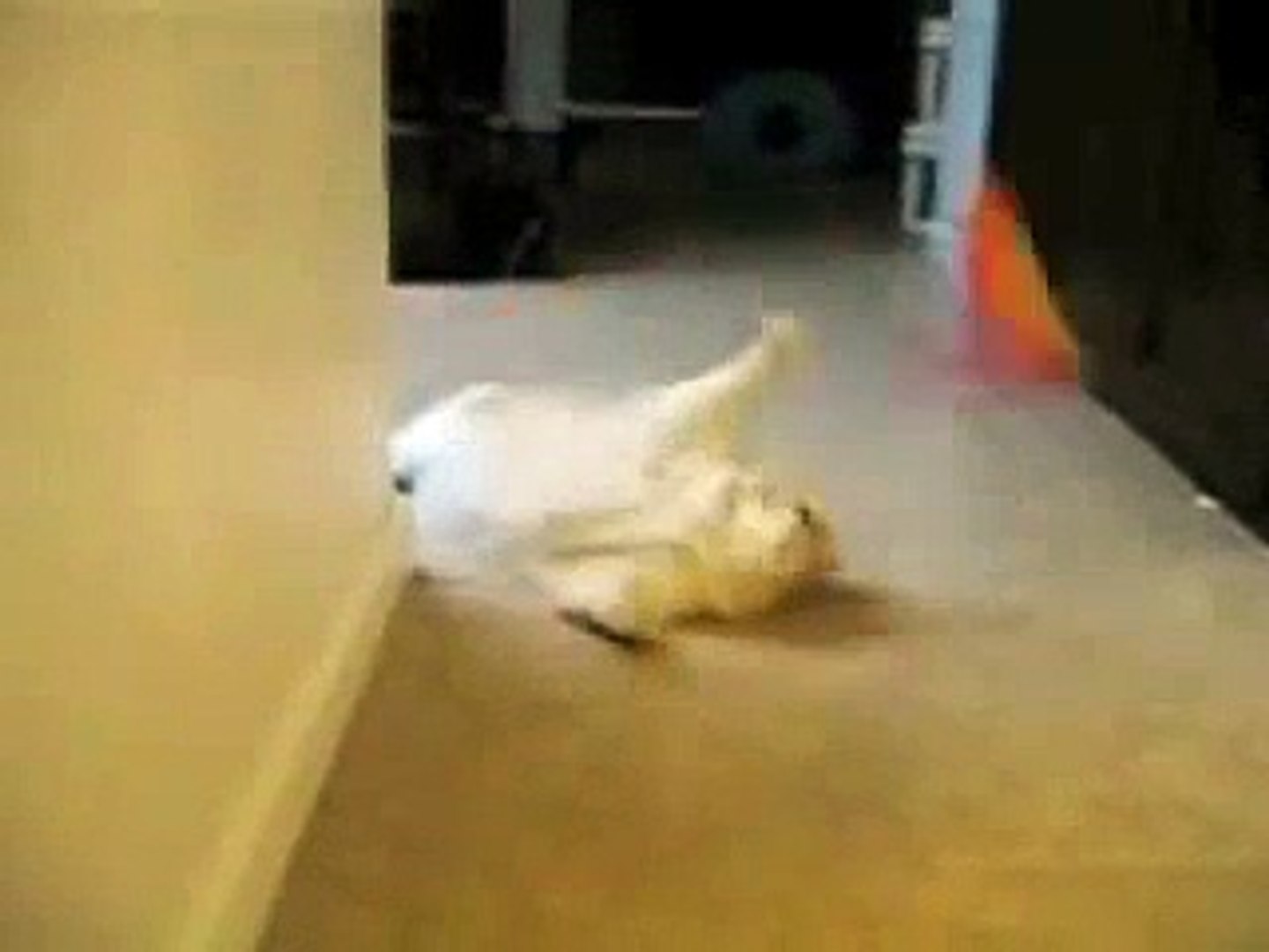 Fat Cat Fast Cat