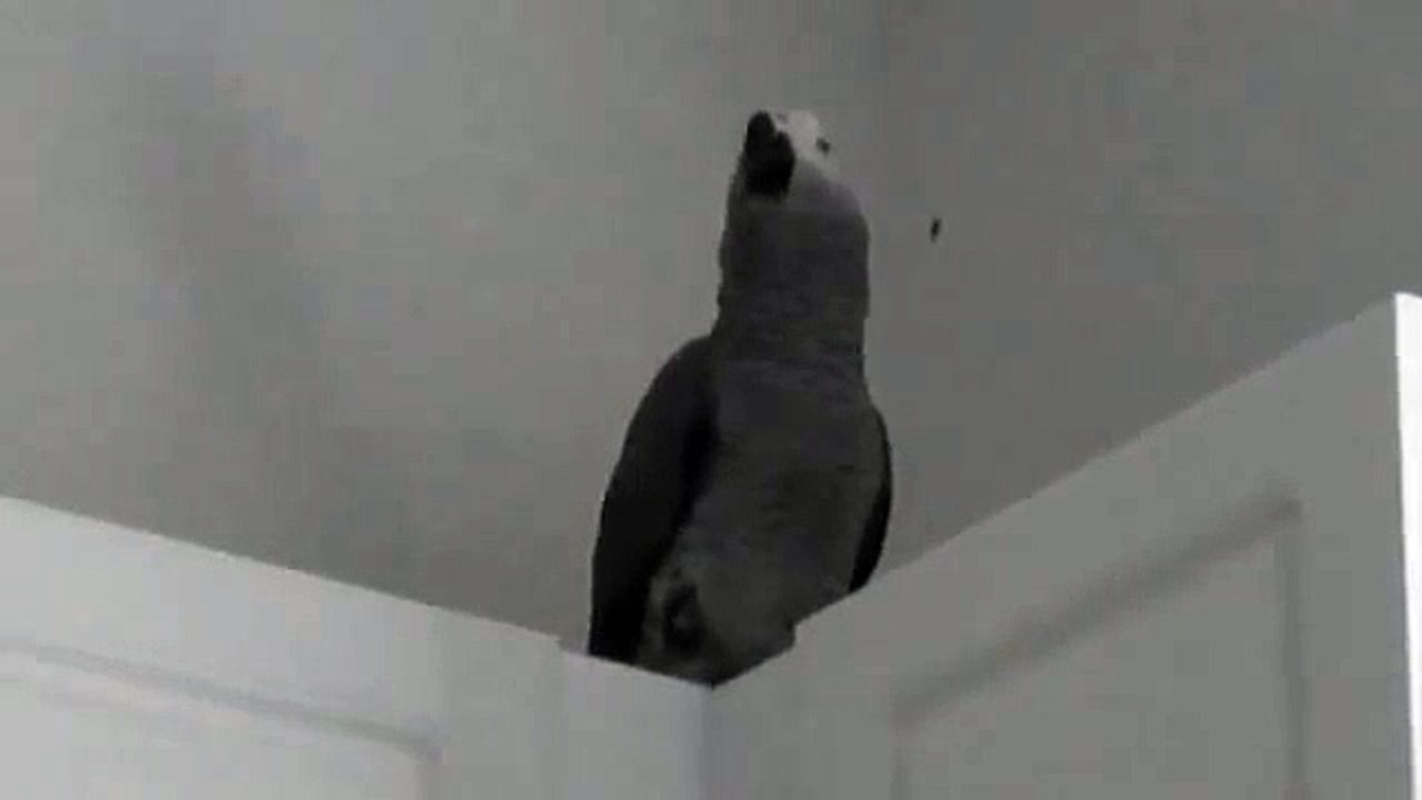 Melo my african Congo grey talking