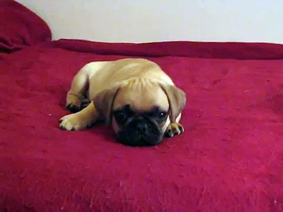 Puggle falling asleep with one eye open