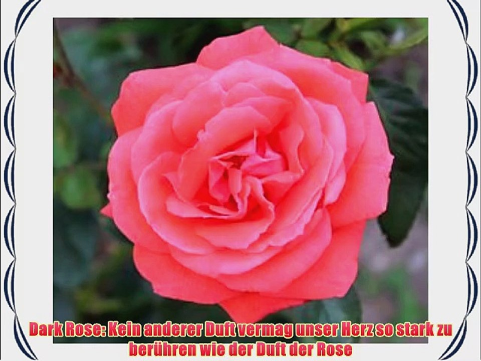 Raumduft *Herbst-Special 2014* Dark Rose