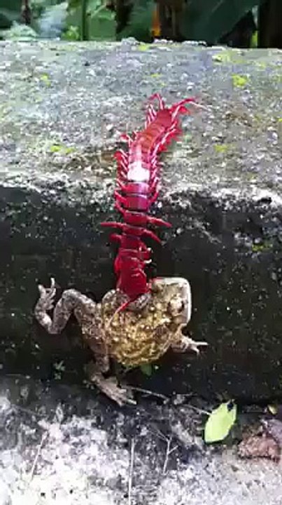 frog and centipede fight