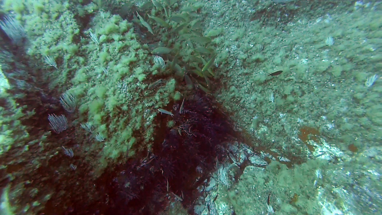 Plongée Massa d'Or