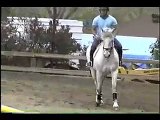 Grayson Bay - Horse for Sale - Jumping