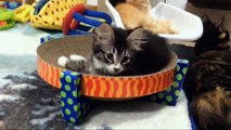 The Dahl Kittens - Kitten Closeups 6-16