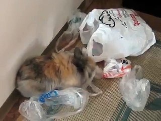 Zwergkaninchen Happy räumt auf