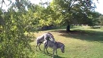 Zebras Humping