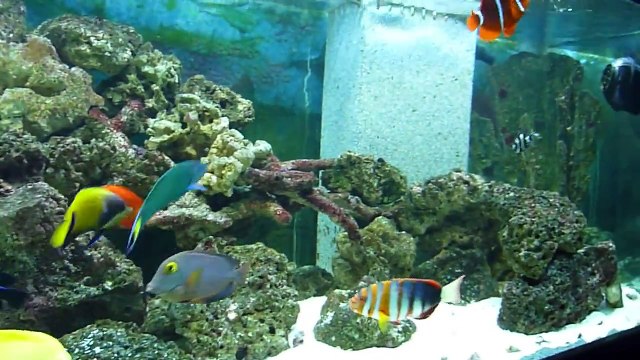 HD Video of 240 gallon Saltwater Aquarium - FOWLR