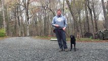 Lewis   Black Labrador Retriever Puppy Training
