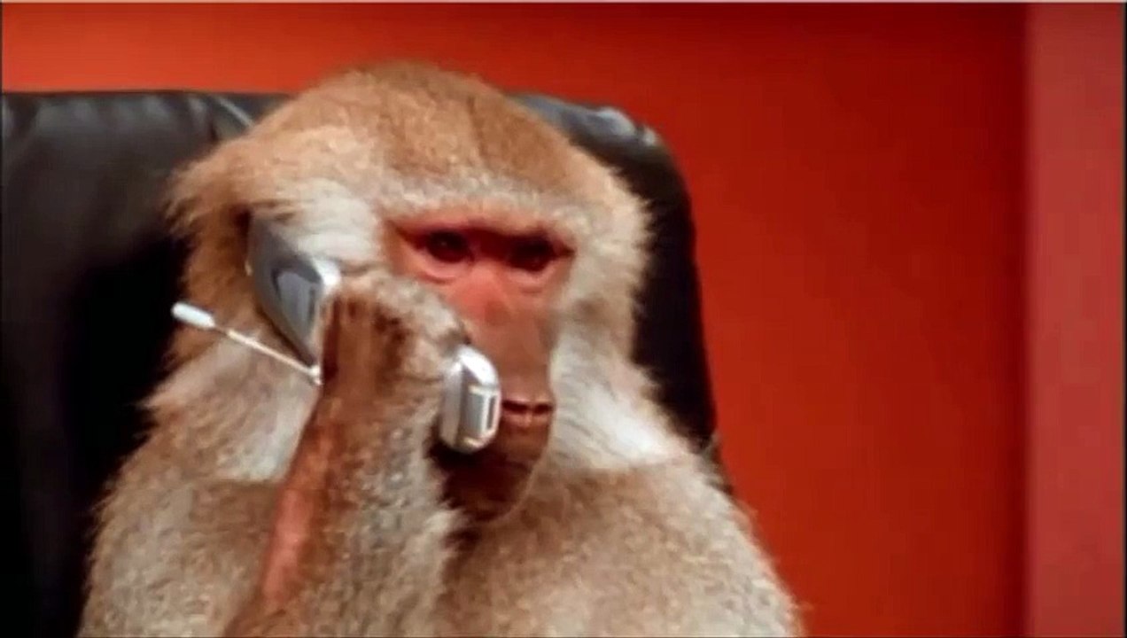 Ce singe est simplement incroyable, regardez de quoi il est capable.