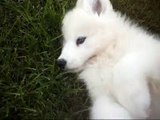 Samoyed Puppy (Kenta 8 weeks)