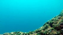 Diving on Hvar island, Croatia