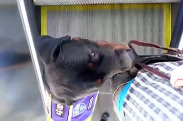 Zoochosis: Escalator