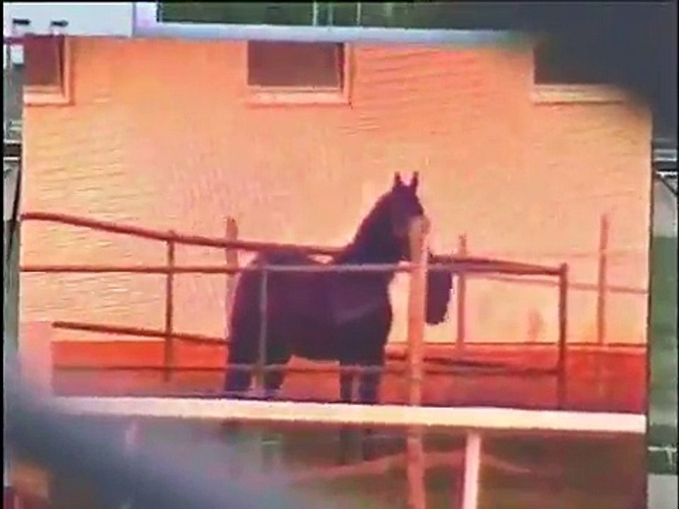 Overdose - Hungarian Super Horse at Kincsem Park, Budapest, Hungary, April 19th, 2009