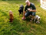How to feed your dog: Feeding a pack calmly, food aggression : Greenville Dog Whisperer