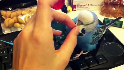 Happy and chatty budgie playing on my keyboard