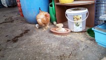 hen teaches her chicks.
