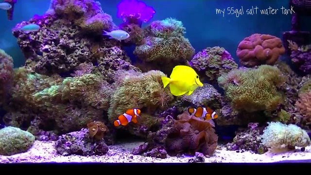 My 55 Gallons Saltwater aquarium