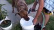 Dog Drinking  from the High Pressure Hose Sprayer! Funny pet