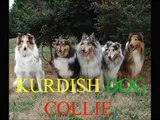 KURDISH DOG COLLİE(KÜRT KÖPEĞİ COLLİE)