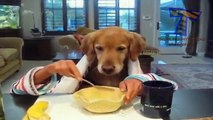 Cats and dogs eating with hands Funny and cute animal compilation