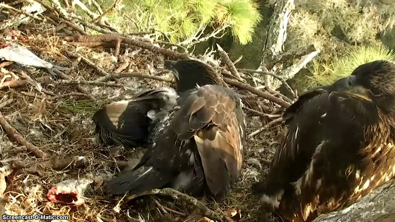 Romeo, Juliet, Delilah i Samson (Bald Eagle)