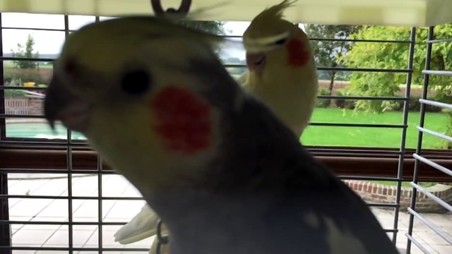 Calopsitte qui chante - Ralenti // Cockatiel singing - Slow Motion