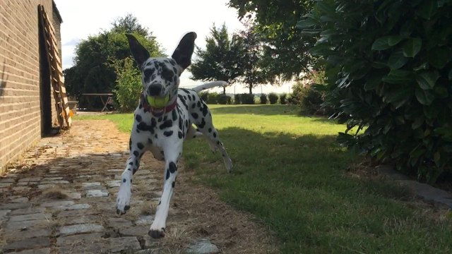Dalmatian runs in Slow Motion - Dalmatien court au Ralenti [1080p60]