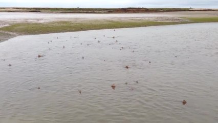 50 sharks spotted off coast in England