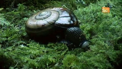 Mutant Planet- Unlikely Predator and 3rd Eye Lizard