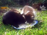 Feral Mother Cat and Kittens Feeding