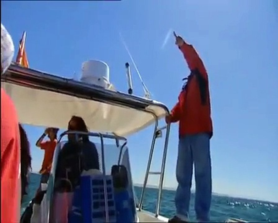 Orcas y la almadraba de Conil (Cadiz) -- Orcas and northern bluefin tuna in Spain