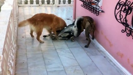 Presa canario vs kangal - german shephard mixed vs golden retriever fight